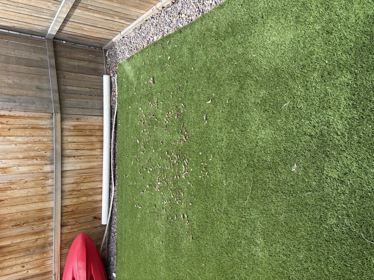 Artificial turf before cleaning, with leaves and debris on the lawn